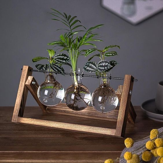 Support de propagation – Charme naturel et design élégant
