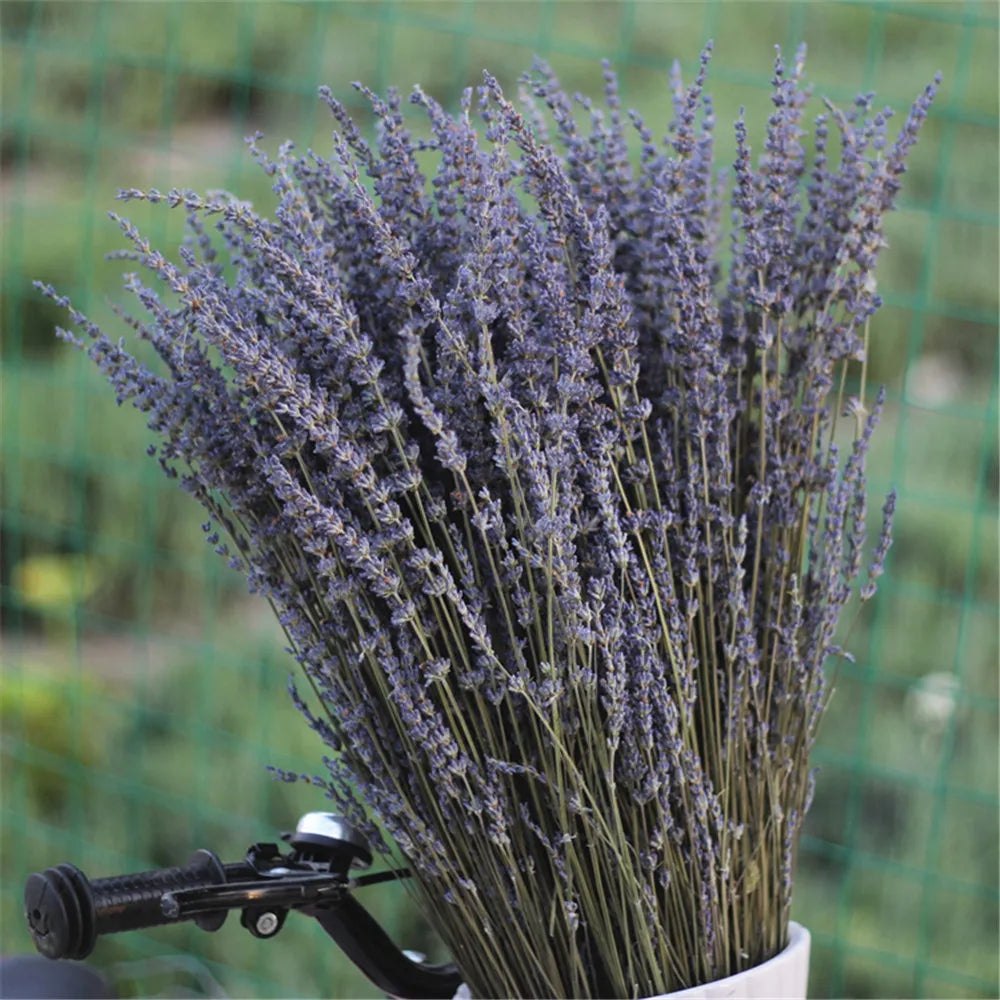 Bouquet de lavande séchée – Apaisante et décorative