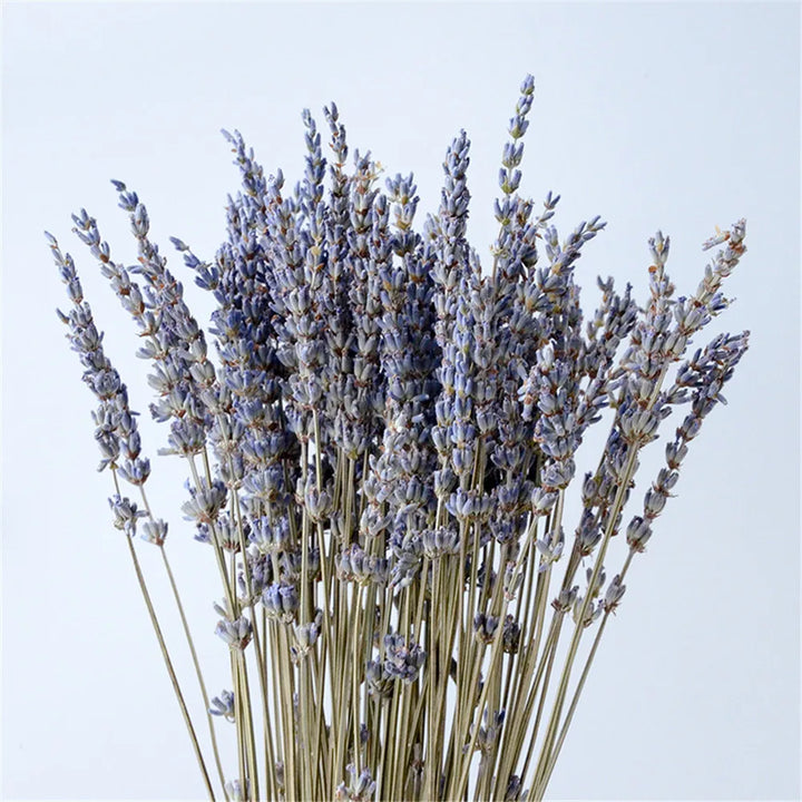Bouquet de lavande séchée – Apaisante et décorative
