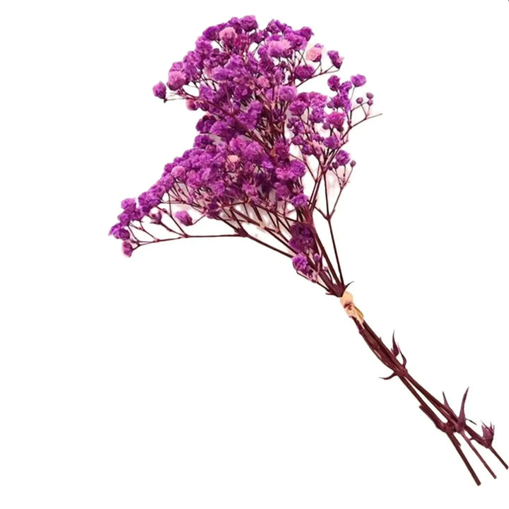 Gypsophile séchée – Élégance florale intemporelle