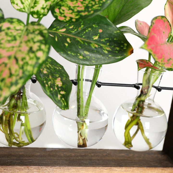Support de propagation – Charme naturel et design élégant