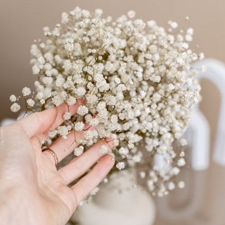 Gypsophile séchée – Élégance florale intemporelle