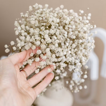 Gypsophile séchée – Élégance florale intemporelle