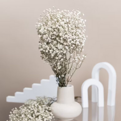Gypsophile séchée – Élégance florale intemporelle