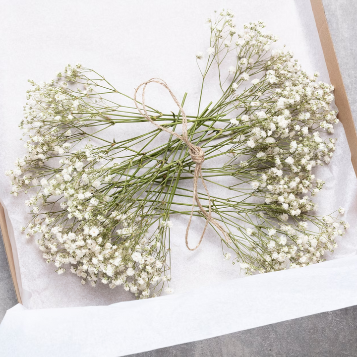 Gypsophile séchée – Élégance florale intemporelle